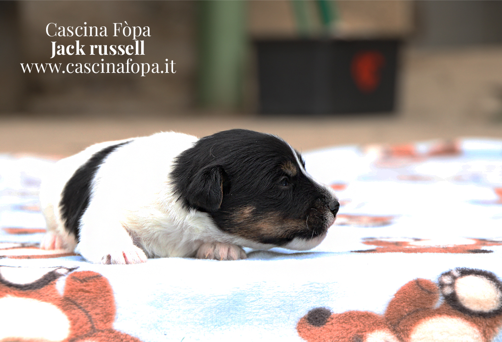 jack russell cucciolo pelo liscio